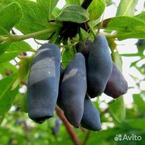 Саженцы жимолости сорт Лакомка