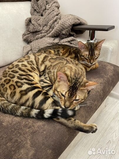 Бенгальский кот с Титулом Чемпиона