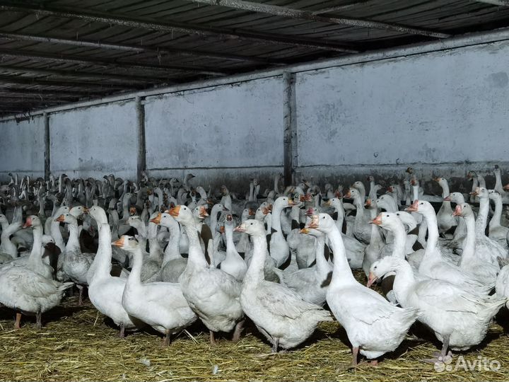 Гусаки проверенные на племя