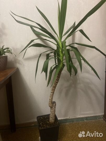 Пальма юкка обмен на две орхидеи