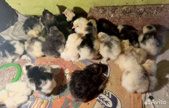 Цыплята карликовый кохинхин, алтайская бентамка