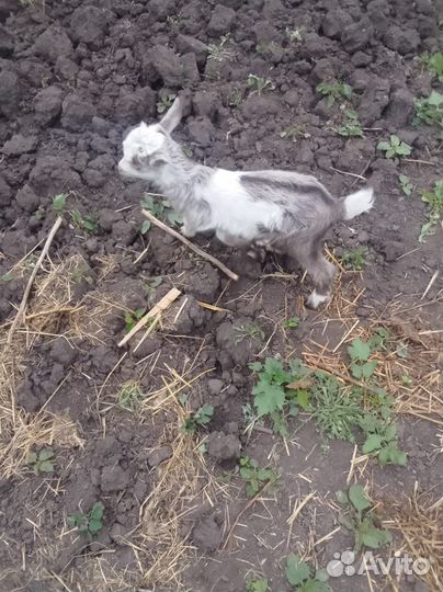 Козы с козлятами