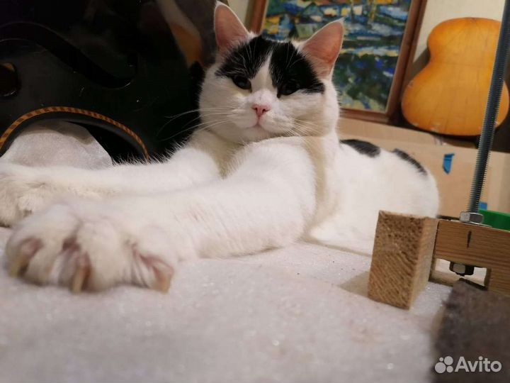 Котик Януш и британка Мыша бесплатно
