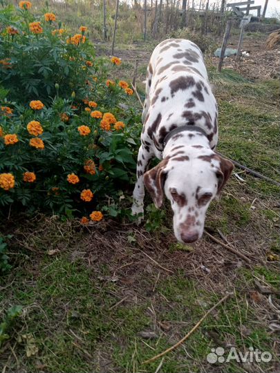 Собака долматинец