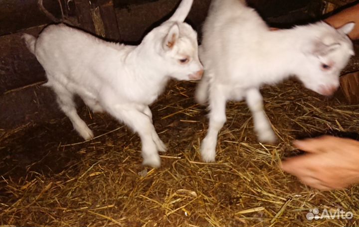 Козлята