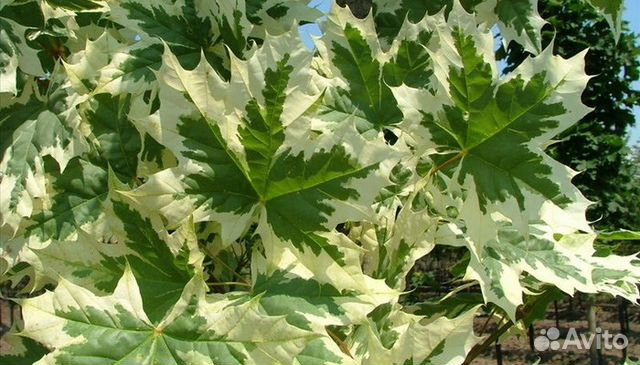 Клен остролистный