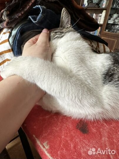 Кошка 8 месяцев