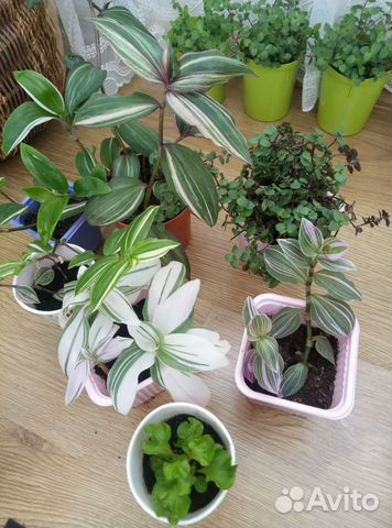 Набор цветочков