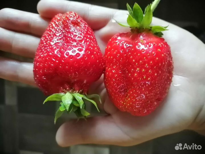 Рассада клубники