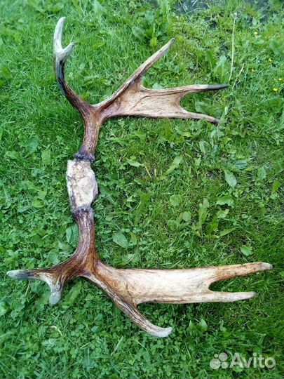 Рога лося