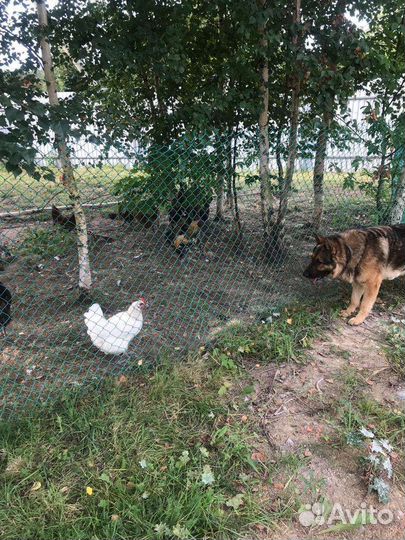 Куры и петухи