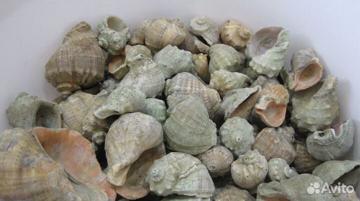 Морские ракушки