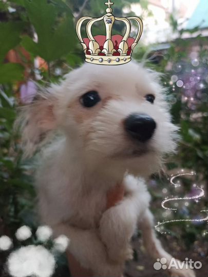 Маленький Принц