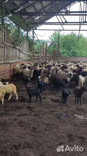 Овцы бараны