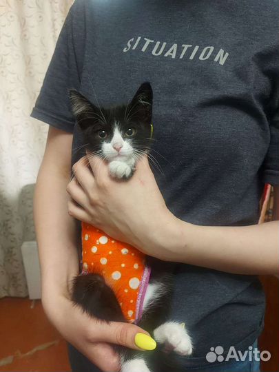 Кошечка в добрые руки