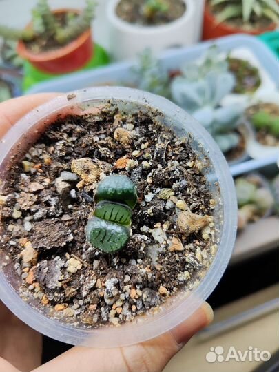 Суккуленты хавортия