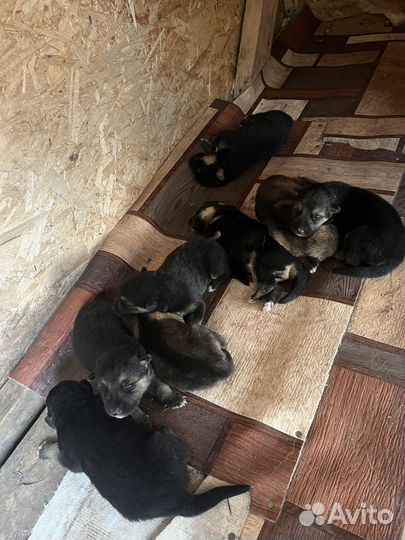 Щенки немецкой овчарки