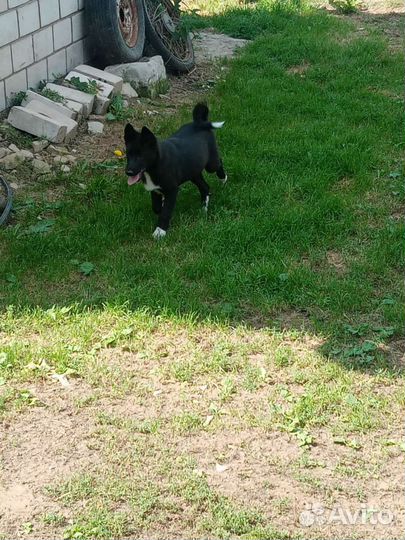 Русско европейская лайка