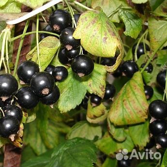 Саженцы смородина черная Экзотика