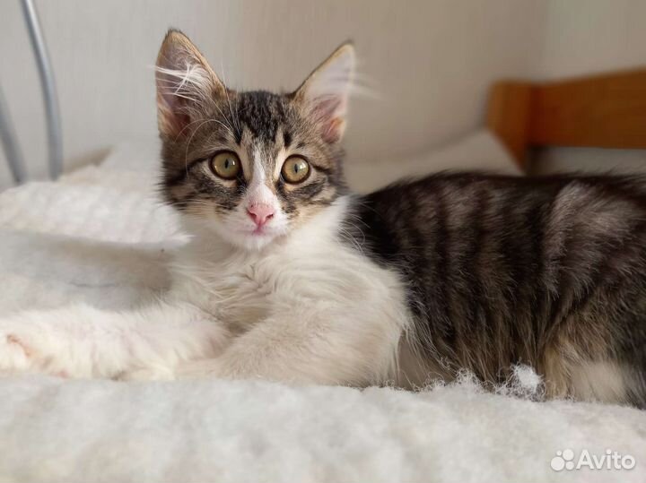 Котенок-девочка Плюша 4 мес. Стерил