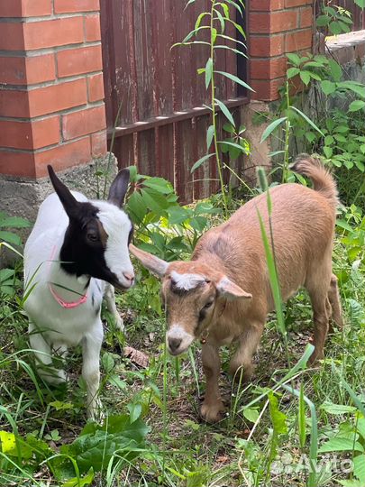 Нубийские козлята, камерунские козы