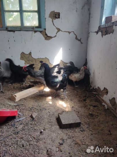 Куры Австролорп