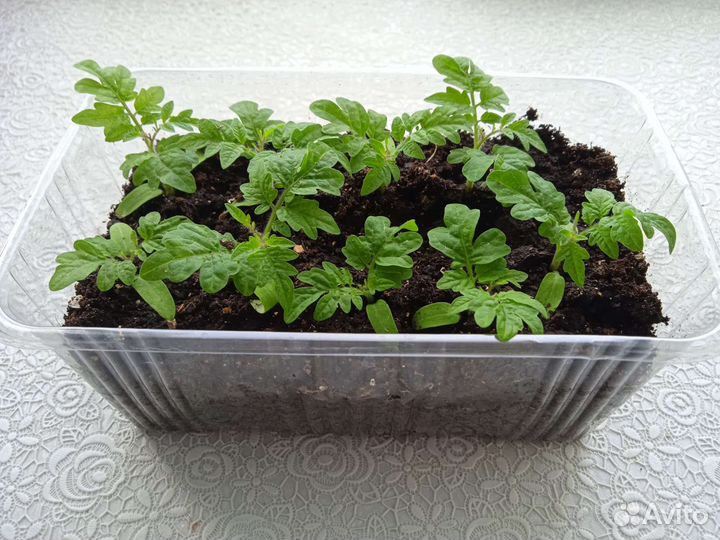 Рассада помидор