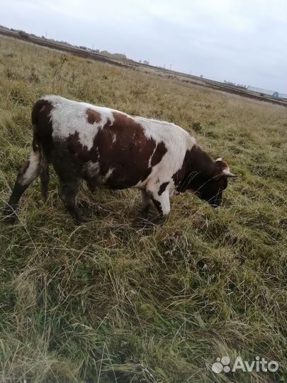 Бычки и быки на мясо