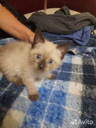 Котенок мальчик