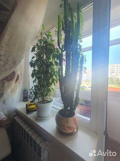 Молочай и фикус