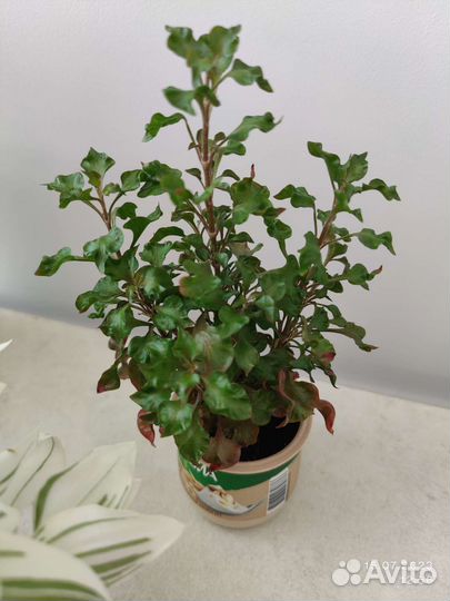 Альтернатера