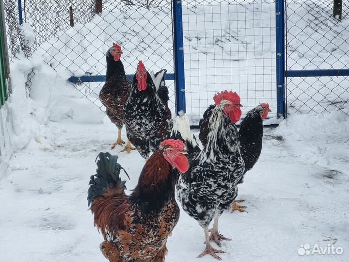 Куры ливенские ситцевые