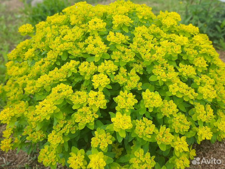 Молочай многоцветковый