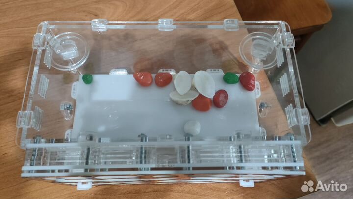 Формикарий для муравьев