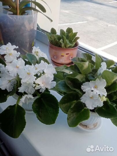 Фиалка в горшках