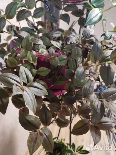 Традесканции разных сортов