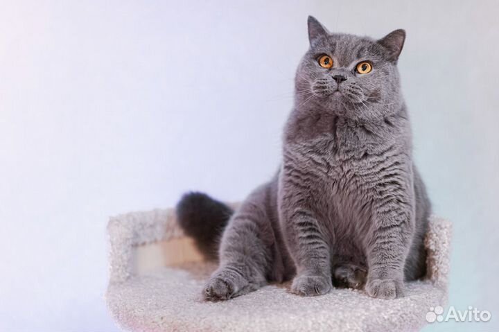 Эффектная британка Герда, от породистых Британцев