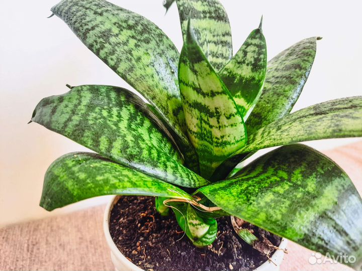 Сансевиерия, Тещин язык с горшком и грунтом