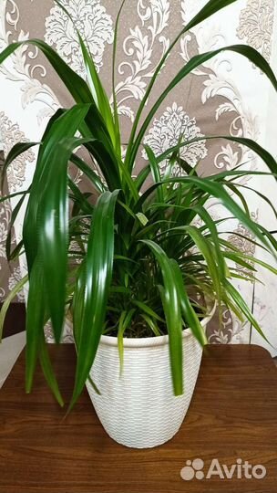Комнатные цветы панданус