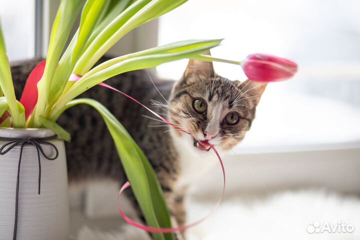 Котенок в добрые руки