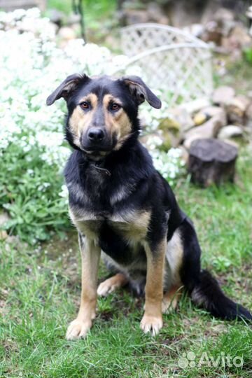 Пёс из приюта мечтает о семье