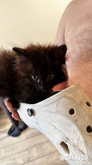 Кошка в дар