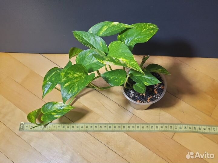 Эпипремнум золотистый