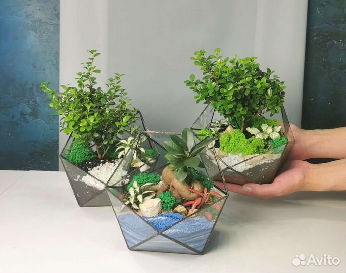 Флорариумы с бонсаями в наличии