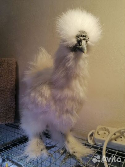 Петушки молодые китайские шелковые