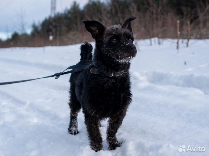 Собака в добрые руки