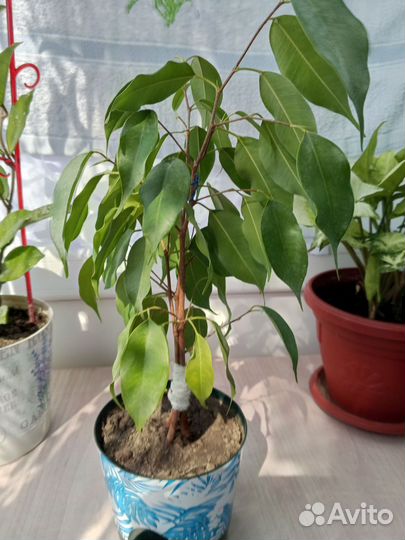 Комнатные растения