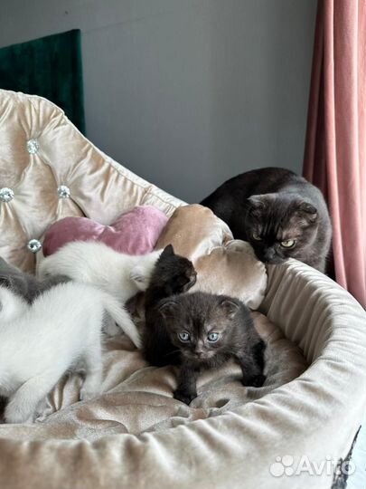 Шатланские вислоухие котята