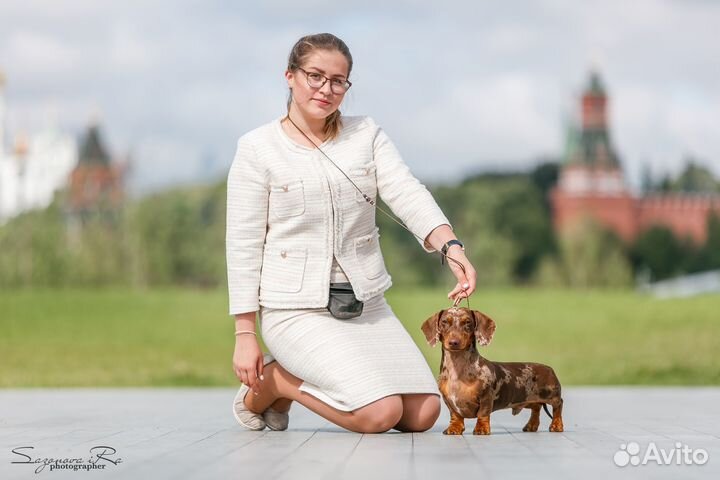 Такса миниатюра кофе-мрамор мальчик ждет в гости