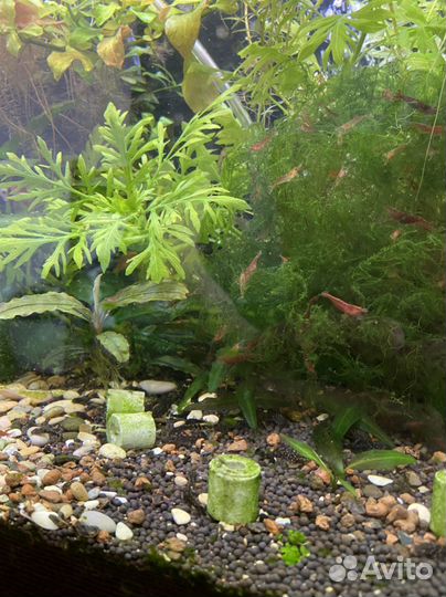 Сомики анциструсы